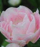 Geflltblhende spte Tulpe Angelique