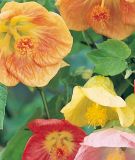 Abutilon hybridum "Bella F1 Mix" - Schnmalve