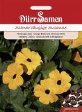 Thunbergia alata  - Schwarzugige Susanne