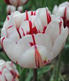 Geflltblhende spte Tulpe Carneval de Nice