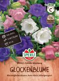 Campanula medium "SPERLI
