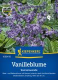 Heliotropium arborescens "Sonnenwende" - Heliotrop, Vanilleblume