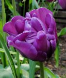 Papagei-Tulpe Blue Parrot