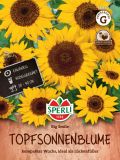 Helianthus annuus "Big Smile" - Sonnenblume (Topf-Sonnenblume)
