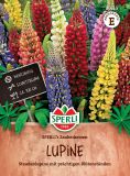 Lupinus polyphyllus "SPERLI