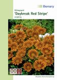 Gazania splendens "Daybreak F1 Red Stripe" - Mittagsgold