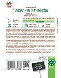 Papaver orientale 