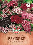 Dianthus barbatus "Einfache Prachtmischung" - Bartnelke