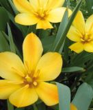 Wildtulpe Tulipa batalinii "Bright Gem" - Zwergtulpe
