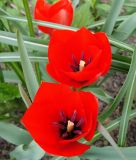 Wildtulpe Tulipa batalinii "Red Gem"