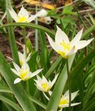 Wildtulpe Tulipa biflora - Zweibltige Tulpe