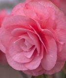 Begonia grandiflora "maxima Rosa"