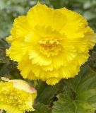 Begonia grandiflora "fimbriata Gelb"