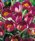 Wildtulpe Tulipa humilis "Persian Pearl" - Krokustulpe