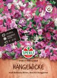 Lathyrus odoratus "SPERLI