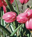 Wildtulpe Tulipa humilis 