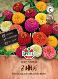 Zinnia elegans "Liliput Mischung" - Zinnie