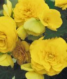 Begonia tuberhybrida "NONSTOP Gelb"