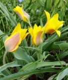 Wildtulpe Tulipa kolpakowskiana - Asiatische Tulpe