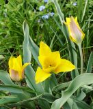 Wildtulpe Tulipa kolpakowskiana - Asiatische Tulpe