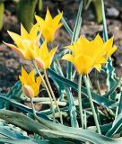 Wildtulpe Tulipa kolpakowskiana - Asiatische Tulpe