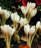 Colchicum autumnale 