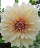 Riesenblumige Dahlie "Caf au lait"