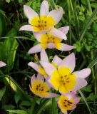 Wildtulpe Tulipa saxatilis - Felsen-Tulpe