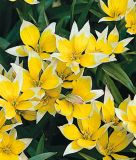 Wildtulpe Tulipa tarda - Zwerg-Sterntulpe