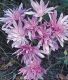 Colchicum autumnale "Pleniflorum" - Herbstzeitlose