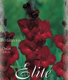 Edel-Gladiole "Oscar"