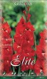 Edel-Gladiole "Traderhorn"