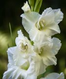 Edel-Gladiole "White Prosperity"