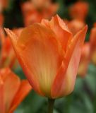 Tulipa fosteriana Oranger Kaiser