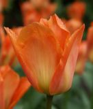 Tulipa fosteriana Oranger Kaiser