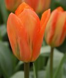 Tulipa fosteriana Oranger Kaiser