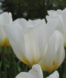Tulipa fosteriana Weier Kaiser / Purissima