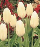 Tulipa fosteriana Weier Kaiser / Purissima