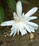 Colchicum autumnale "Alboplenum" - Herbstzeitlose