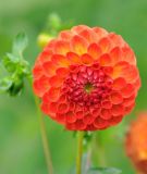Pompon-Dahlie "Bantling"