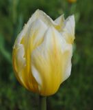 Tulipa fosteriana Sweetheart