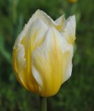 Tulipa fosteriana Sweetheart