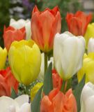 Tulipa fosteriana Kaiserparade