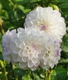 Ball-Dahlie "Eveline"