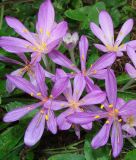 Colchicum cilicicum - Herbstzeitlose