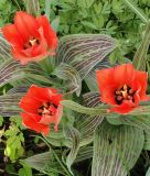 Tulipa greigii Rotkäppchen