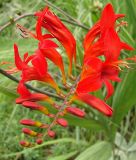 Crocosmia crocosmiiflora "Lucifer" (Montbretie)