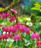 Dicentra spectabilis (Tr�nendes Herz)
