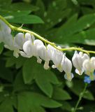 Dicentra spectabilis "Alba" (Trnendes Herz)