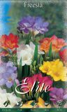 Freesia "Einfachbl�hende Mischung" - Kap-Maiblume